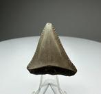 Witte haai - Fossiele tand - 3.3 cm - 2.9 cm (Zonder, Verzamelen, Mineralen en Fossielen