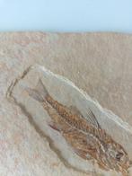 Vis - Fossiel skelet - Dapalis macrurus - 14.5 cm - 11.5 cm