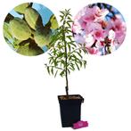 amandelboom Prunus dulcis Texas + Pot 23cm, Tuin en Terras, Verzenden, Volle zon