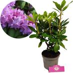 Rhododendron Catawbiense Grandiflorum roze blo, Tuin en Terras, Planten | Tuinplanten, Verzenden