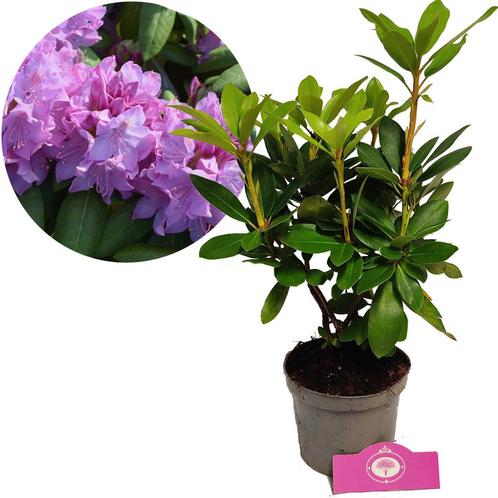 Rhododendron Catawbiense Grandiflorum roze blo, Tuin en Terras, Planten | Tuinplanten, Verzenden