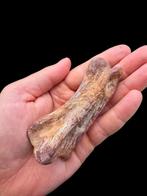 Dinosaurusvinger - Fossiel bot - Spinosaurus aegyptiacus -, Verzamelen, Mineralen en Fossielen