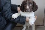 Super knappe springer spaniel te koop, Parvo, Reu, 8 tot 15 weken, Eén hond