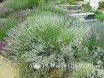 Lavandula intermedia 'edelweiss' witte lavendel P9, Zomer, Vaste plant, Ophalen of Verzenden, Volle zon