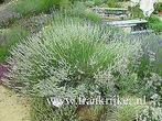 Lavandula intermedia 'edelweiss' witte lavendel P9, Tuin en Terras, Planten | Tuinplanten, Ophalen of Verzenden, Zomer, Vaste plant
