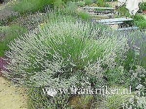 Lavandula intermedia 'edelweiss' witte lavendel P9, Tuin en Terras, Planten | Tuinplanten, Vaste plant, Volle zon, Zomer, Ophalen of Verzenden