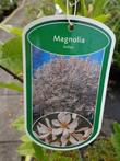 Magnolia kobus , boomvormige Magnolia