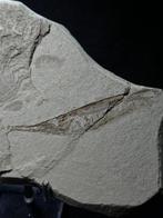 Trompetvis Sp. CE TRICUS STRIGATUS - Fossiel skelet -