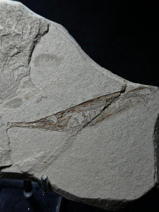 Trompetvis Sp. CE TRICUS STRIGATUS - Fossiel skelet -, Verzamelen, Mineralen en Fossielen