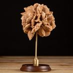 Tamerza oase Woestijndruif op elegante decoratieve voet - -, Nieuw