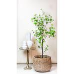 Kunstplant - Tropaeolum Speciosum - Oost Indische Kers - 150, Verzenden, Nieuw