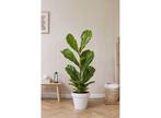 XL Ficus Lyrata Fiddle Leaf plant, Huis en Inrichting, Verzenden