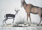 Carl Joseph Brodtmann (b. 1787) - Antelopes, Gnu, Deer -