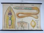 Vintage zoölogische schoolkaart – “Earthworm / Lombriz de