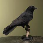Kraai Taxidermie Opgezette Dieren By Max, Ophalen of Verzenden, Nieuw, Vogel, Opgezet dier