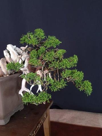 Juniper Itoigawa - Verzamelobject - Hoogte (boom): 30 cm - beschikbaar voor biedingen