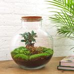 DIY Planten terrarium - Bolder Bob Bonsai - Ø 31 cm  30 cm, Tuin en Terras, Verzenden