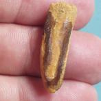 Zelden tand van Rebbachisaurus, 28 mm. - Fossiele tand - 32, Verzamelen