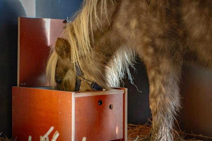 Tinybutler, paardenvoerautomaat voor slobber en krachtvoer, Dieren en Toebehoren, Paarden en Pony's | Overige Paardenspullen, Overige soorten