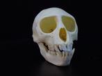 Vervet Monkey Skull - Bot - Chlorocebus pygerythrus - 0 cm -, Nieuw