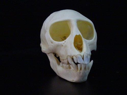 Vervet Monkey Skull - Bot - Chlorocebus pygerythrus - 0 cm -, Verzamelen, Dierenverzamelingen