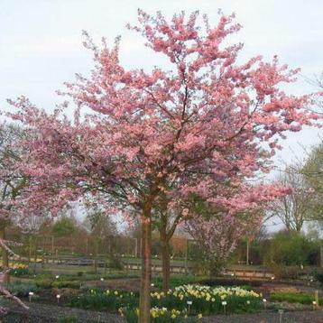 Sierkers boom | Prunus roze sierkers | Japanse sierkers beschikbaar voor biedingen