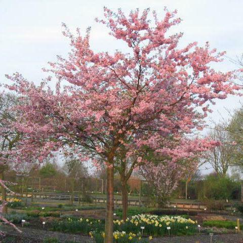 Sierkers boom | Prunus roze sierkers | Japanse sierkers, Tuin en Terras, Planten | Bomen