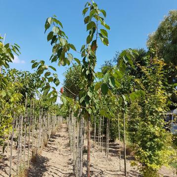 Kersenboom - Prunus Avium - Leiboom Hoogstam | Hoogte: 250–3 beschikbaar voor biedingen