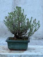 Bonsai Tijm - Hoogte (boom): 18 cm - Diepte (boom): 20 cm -