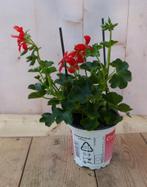 3 stuks! Oostenrijkse geranium hangplant rood - Warentuin Na, Verzenden