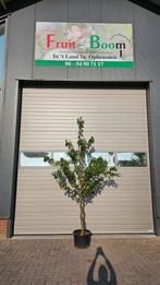 Kersenbomen kordia regina