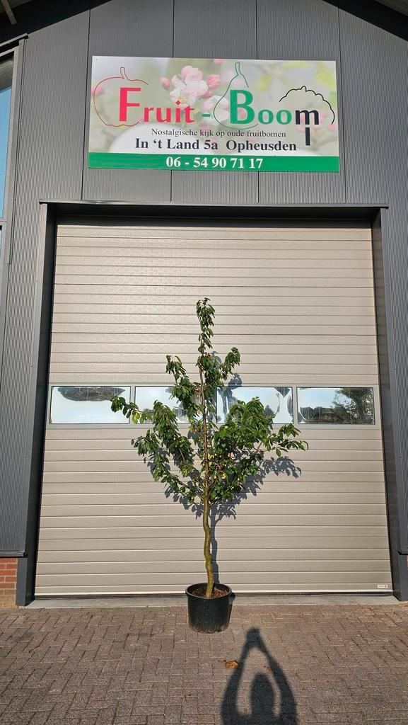 Kersenbomen kordia regina, Tuin en Terras, Planten | Bomen