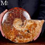 Fossil Ammonite - Eerste selectie Kwaliteit !!! Exclusief