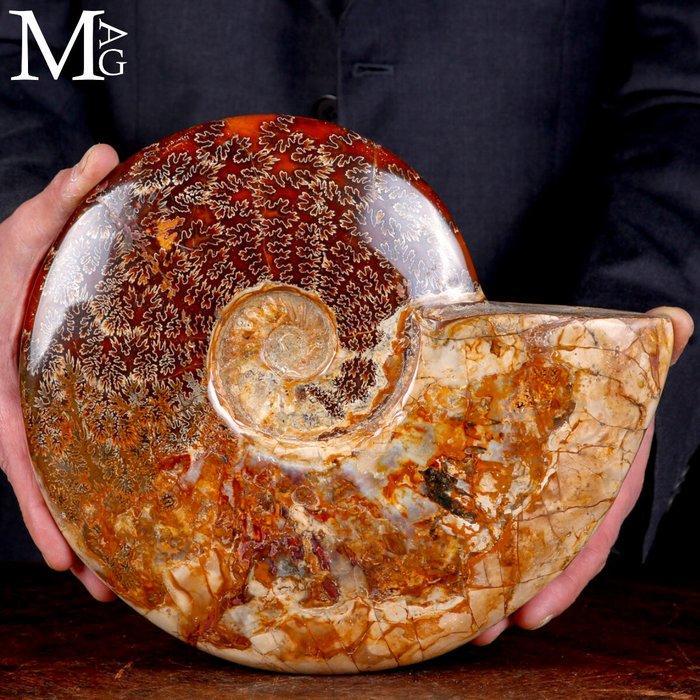 Fossil Ammonite - Eerste selectie Kwaliteit !!! Exclusief, Verzamelen, Mineralen en Fossielen