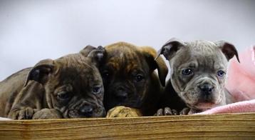 Old English Bulldog pups! t Gezonde type. Mogen direct mee! beschikbaar voor biedingen