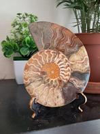 Ammoniet - Gefossiliseerde schelp - 12.7 cm - 10.5 cm, Verzamelen, Mineralen en Fossielen