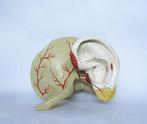 Lesmateriaal - Vintage educatief anatomisch model -