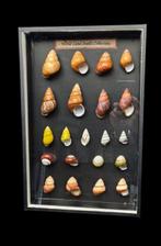 Extraordinary collection of land snails shell of the world -, Nieuw