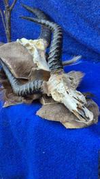 Cobe de Buffon en Sassabi Taxidermie volledige montage -, Nieuw