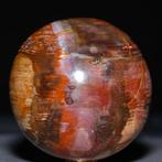 Bol van gepolijst fossiel hout - Collectie van topkwaliteit, Nieuw
