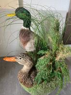 Eend Taxidermie volledige montage - canard - 0 cm - 0 cm - 0, Nieuw