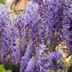 Wisteria sinensis Prolific - 175-200 cm, Ophalen of Verzenden