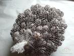 Cypressus Frosted 1 kilo Cypres, Ophalen of Verzenden, Nieuw