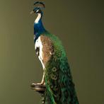 Pauw Taxidermie Opgezette Dieren By Max