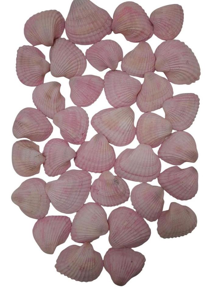 Chippy Big Pastel schelpen Pink washed 1 kilo, Hobby en Vrije tijd, Knutselen, Nieuw, Ophalen of Verzenden