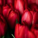 20x Tulpenbollen Ile de France – Dieprode Tulp, Verzenden