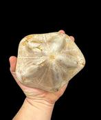 Zee-egel - Gefossiliseerd dier - Clypeaster - 11 cm - 15 cm, Verzamelen