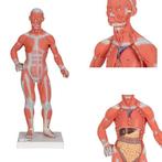 Anatomie model spieren en organen, 2-delig, Nieuw, Verzenden