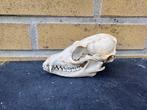 grijze vos Schedel van een zoogdier - Urocyon