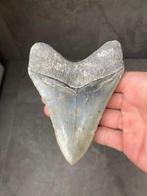 Megalodon - Fossiele tand - Carcharias Megalodon - 12 cm - 9, Verzamelen, Mineralen en Fossielen